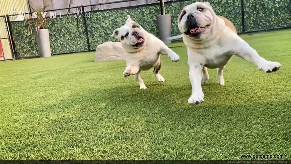 dogs playing on artificial grass lawn