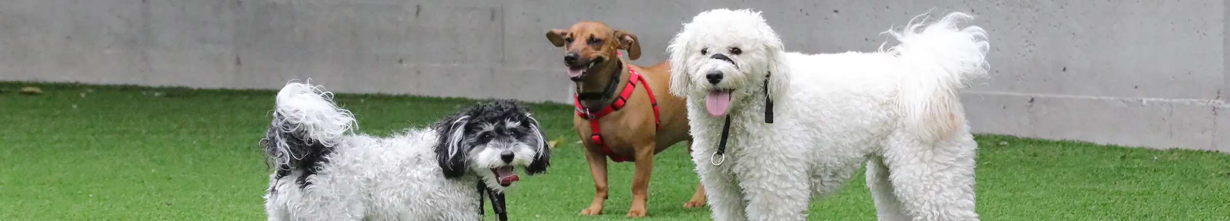 Dogs playing on artificial grass